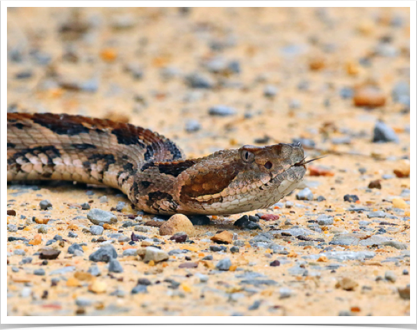 Canebrake Rattlesnake